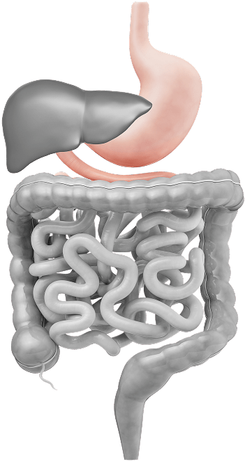 gastrointesstinal tract